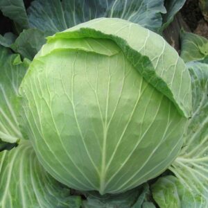 Cabbage (Patta Gobhi) Fresh Cabbage – 100% Organic, Locally Grown